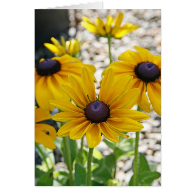 Blank Card, Rudbeckia Flower (Front)
