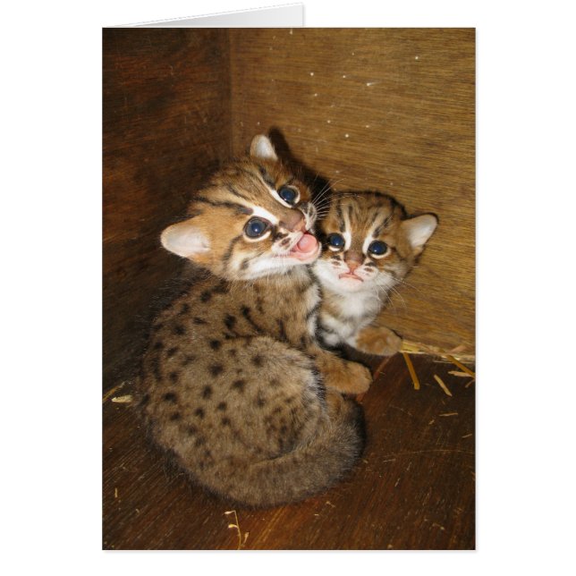 Blank card - Rusty spotted cat (Front)