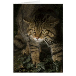 Blank card - Scottish wildcat 2