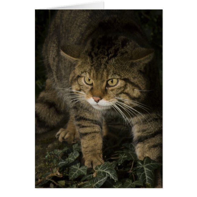 Blank card - Scottish wildcat 2 (Front)