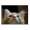 Blank Card with Adorable Orange Tabby Kitten