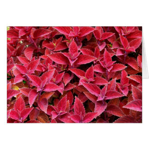 Blank Card with Coleus Background