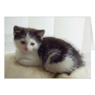 Blank card with cute kitten posing
