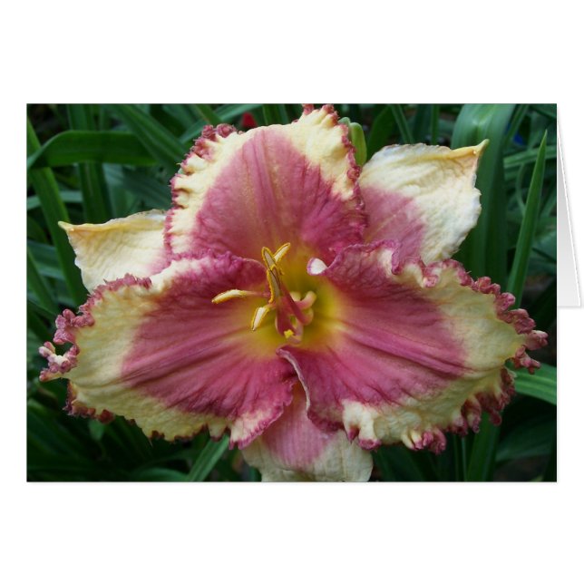 Blank Card with Pink Eyed Daylily (Front Horizontal)