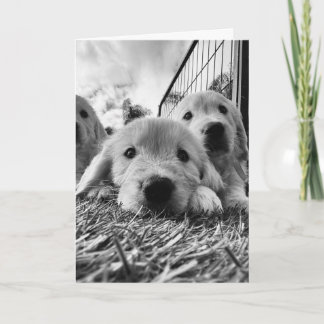 Blank card with puppies