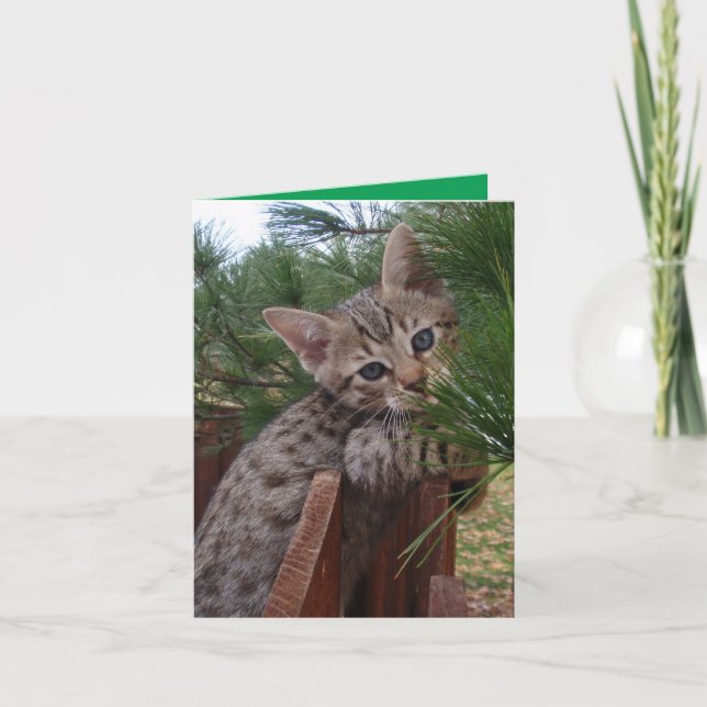 Blank Card with Savannah Cat Kitten Background (Front)
