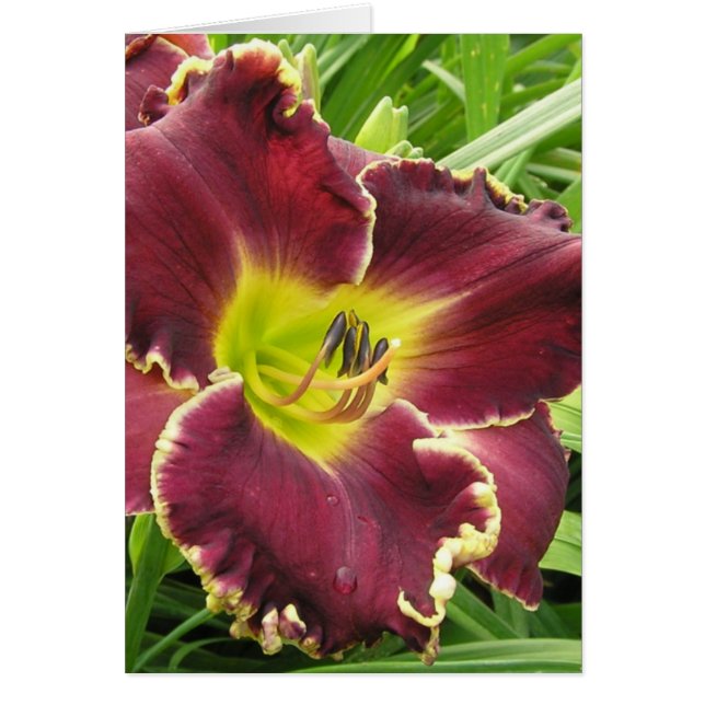 Blank Card with Sooo Purple Daylily (Front)