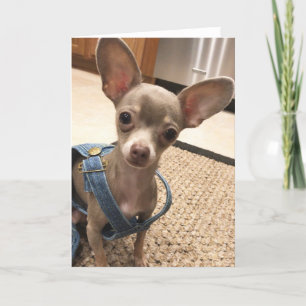 Blank Chihuahua greeting card