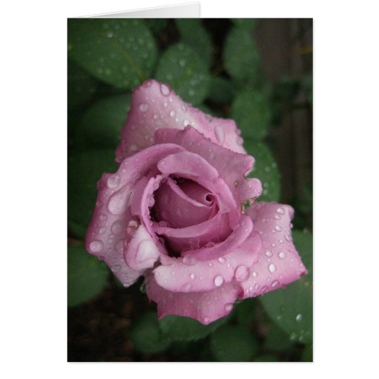 Blank-Dew Pink Rose Card