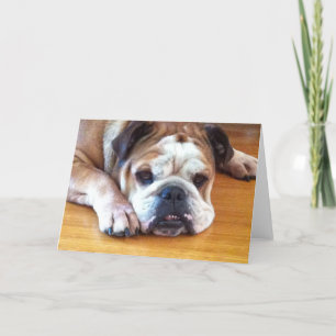 Blank English Bulldog Greeting Card