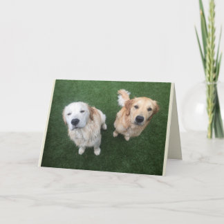 Blank Golden Retriever Greeting Card