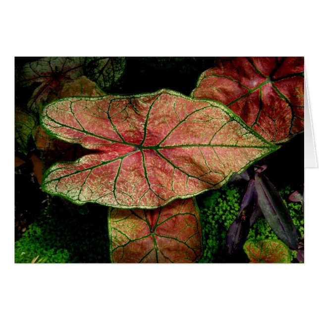 Blank-Green and Red Leaves (Front Horizontal)