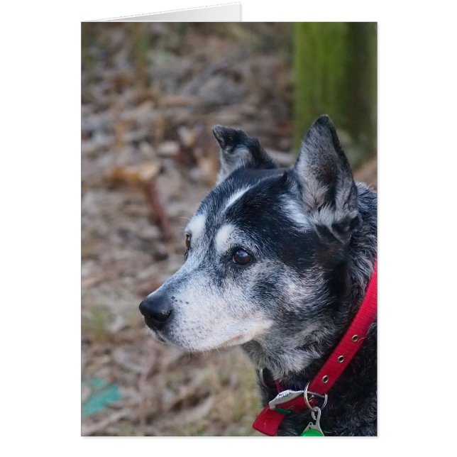 Blank greeting card (Front)