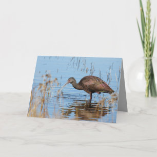 Blank Greeting Card featuring Ibis