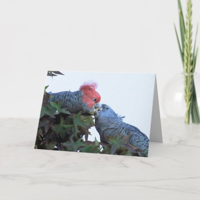 Blank Greeting Card featuring "Kissing" Cockatoos (Front)