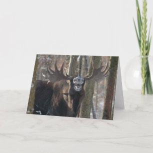 Blank Greeting Card: Laughing Moose Card