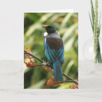 Blank Greeting Card: NZ Tui Bird