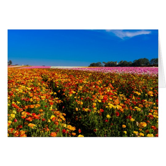 Blank greeting Card with Flower Fields on front