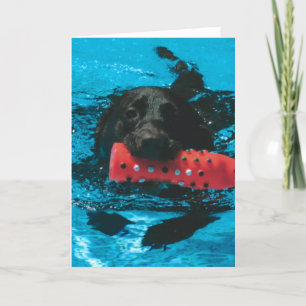Blank Greeting Card with Lab Swimming