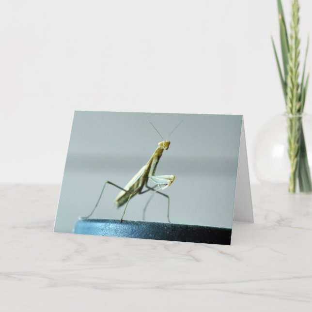 Blank greeting card with Praying Mantis photo (Front)