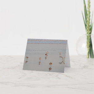 Blank Inside, Florida Beach Shorebirds Photograph Card