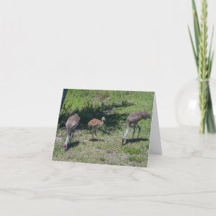 Blank Inside, Florida Sandhill Cranes Photograph Card