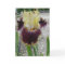Blank Iris Card -"BATTLE OF THE BANDS"