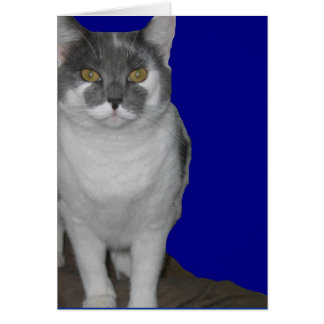 ~ Blank Kitty Card ~