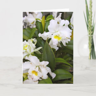 Blank Note Card