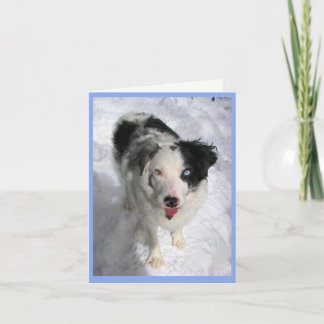 blank note card Australian Shepherd in snow