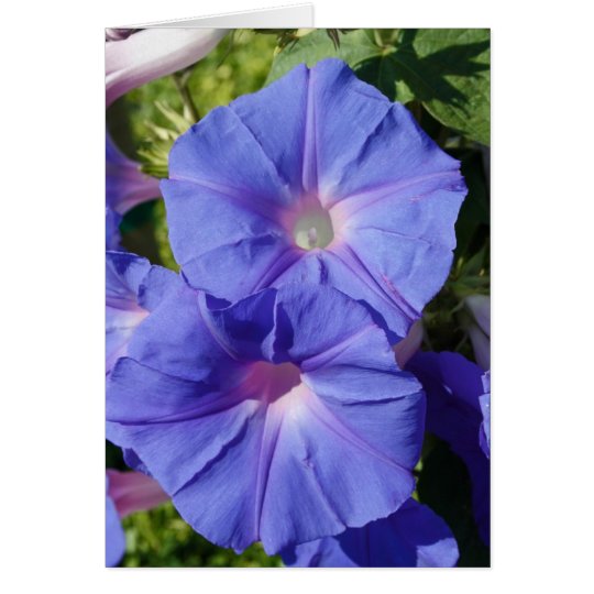 Blank Note Card, Morning Glory Card