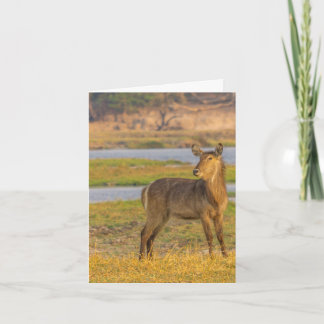 Blank Note Card - Water Buck in Botswana
