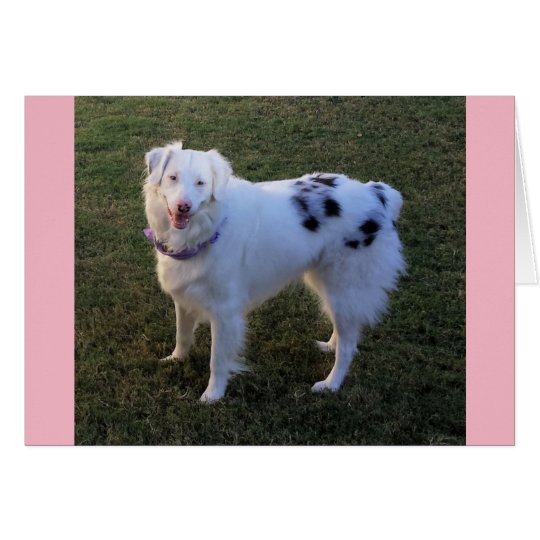 Blank Note card with Australian Shepherd