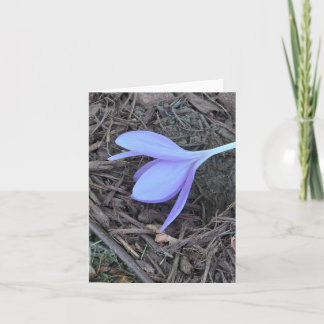 Blank notecard , original photograph,  crocus