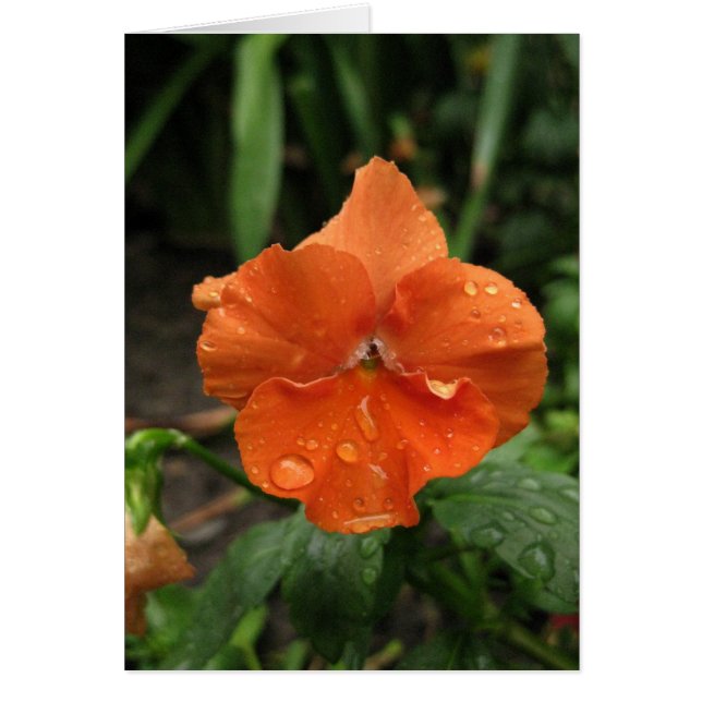 Blank_Orange Raindrops (Front)