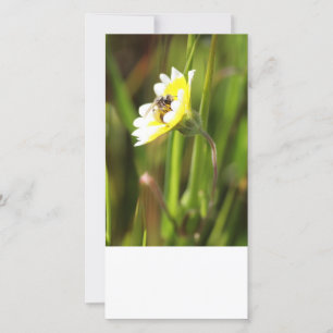 Blank Photo Card, Bumble Bee