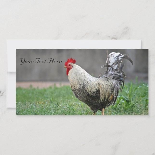 Blank Photo Card, Rooster (Front)