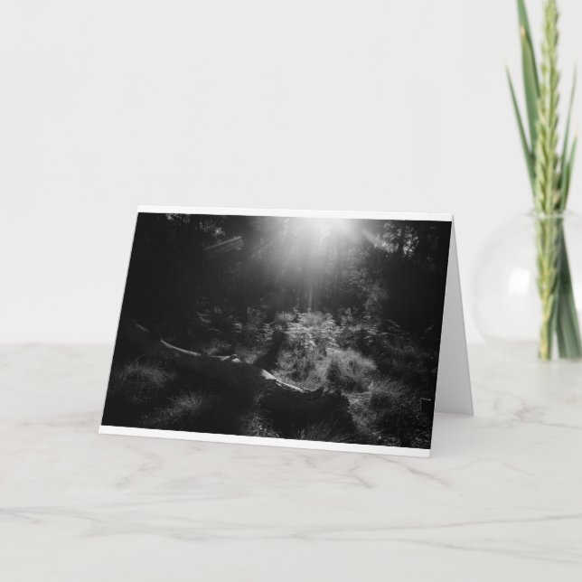 Blank photography card - Light through trees (Front)