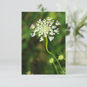 Blank Queen Anne's Lace Wildflower  Card
