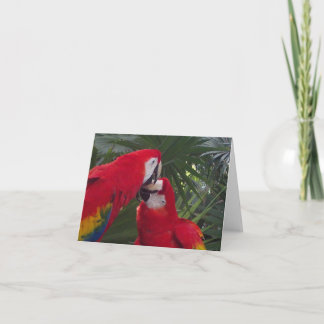 Blank Red Parrot Greeting Cards