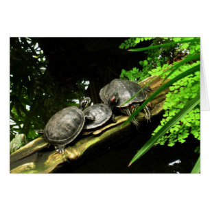 Blank-Turtles Rest