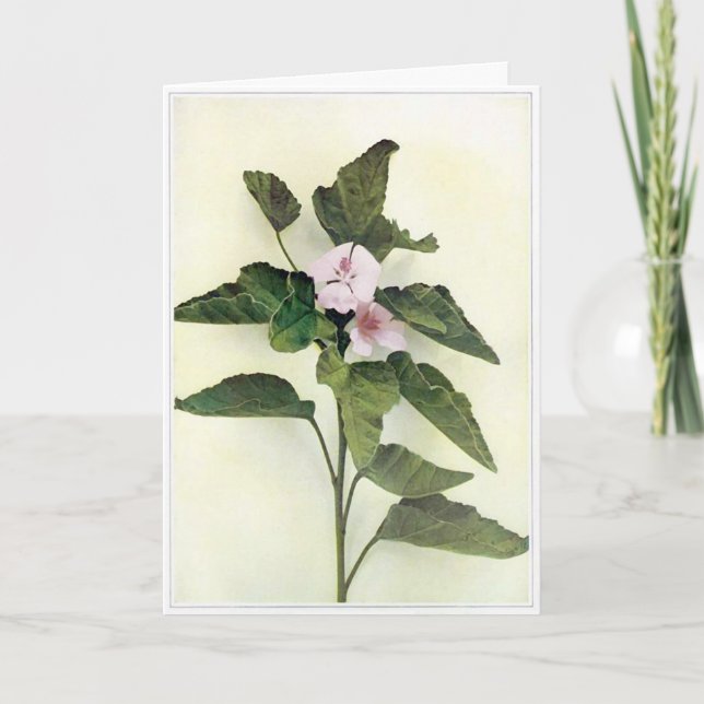 Blank Wild Flower greeting card (Front)