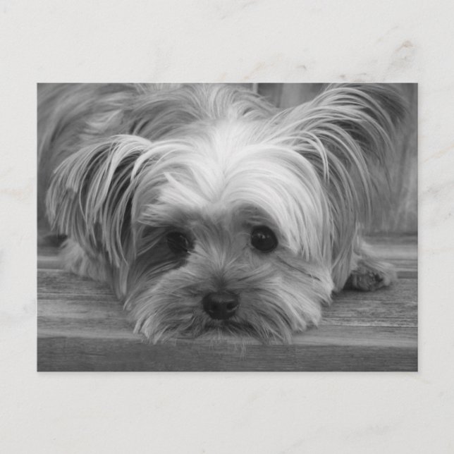 Blank  Yorkshire Terrier Puppy Dog Post Card (Front)