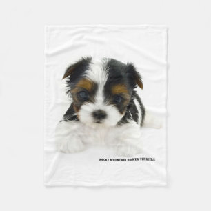 Blanket - Biewer Terrier Puppy