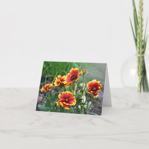 Blanket Daisy Flower Photography  Note Card