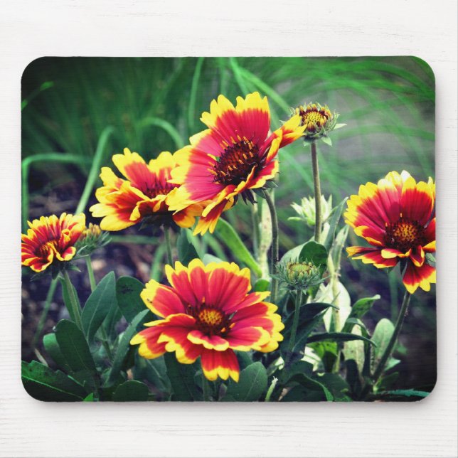 Blanket Daisy Flowers  Mouse Mat (Front)