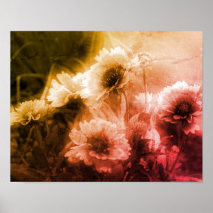 Blanket Flower Black And White Distressed Abstract Poster