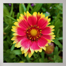 Blanket Flower
