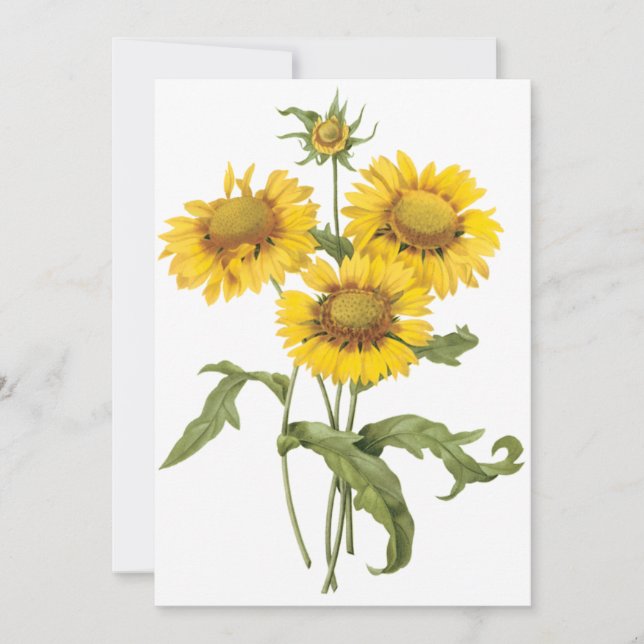 Blanket Flower Sunflower by Redoute Invitation (Front)