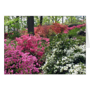 Blanket of Azalea's